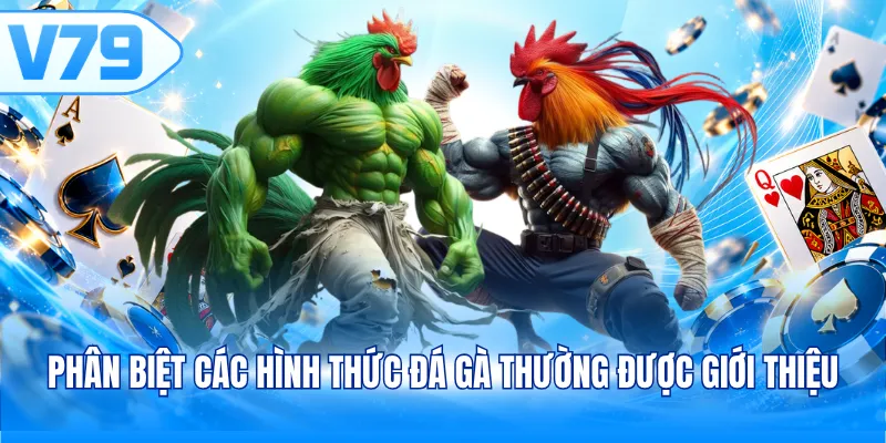 Phân biệt các hình thức đá gà thường được giới thiệu